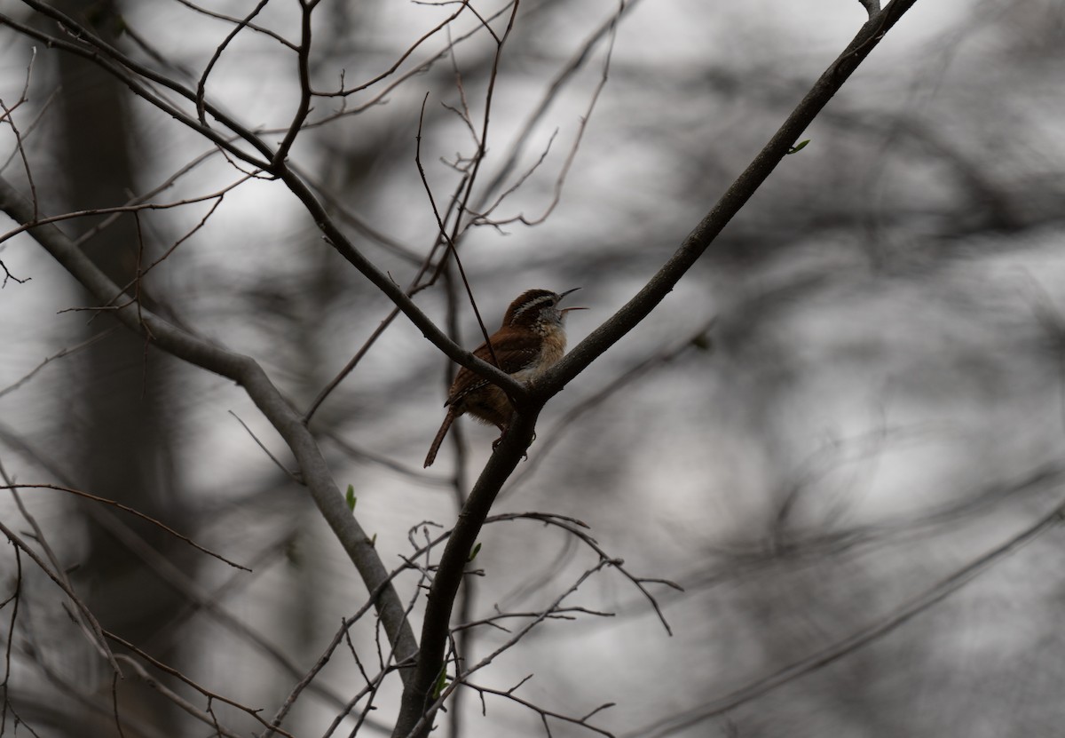 Carolina Wren - ML618439285