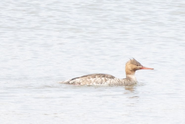 Red-breasted Merganser - Jason Forbes