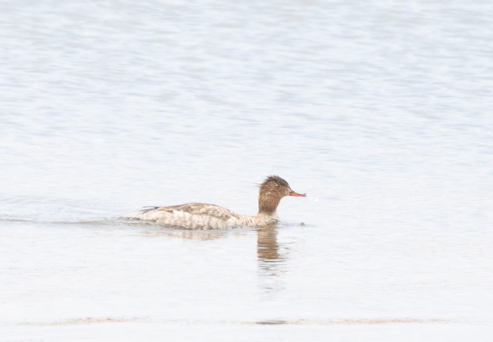 Red-breasted Merganser - ML618439314