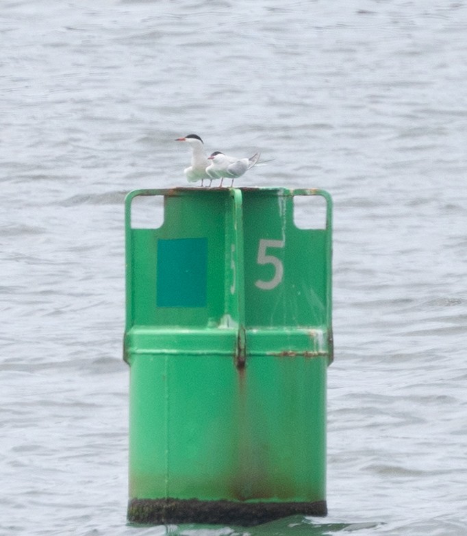 Common Tern - ML618439318