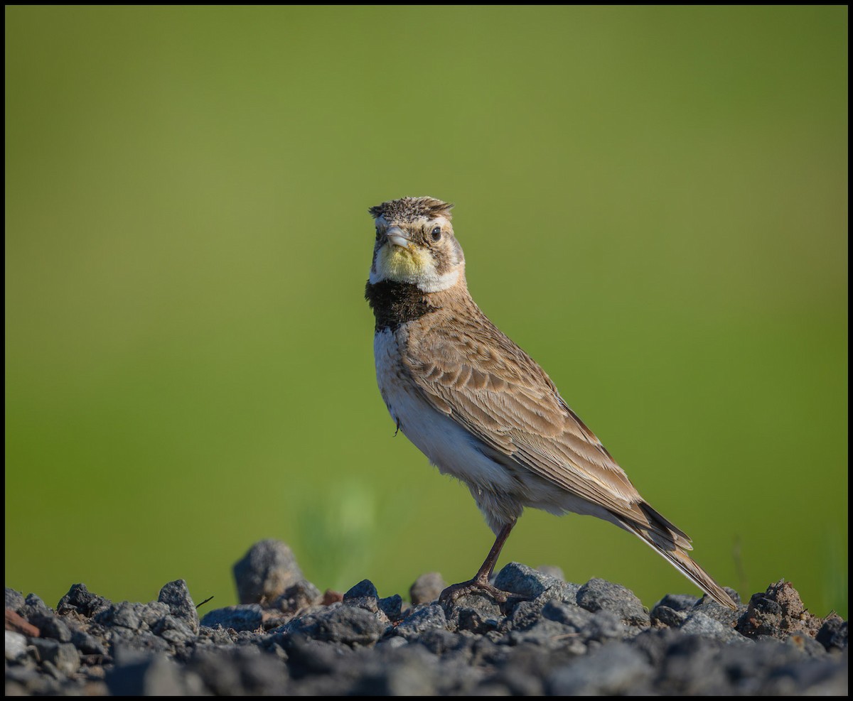 Horned Lark - Jim Emery