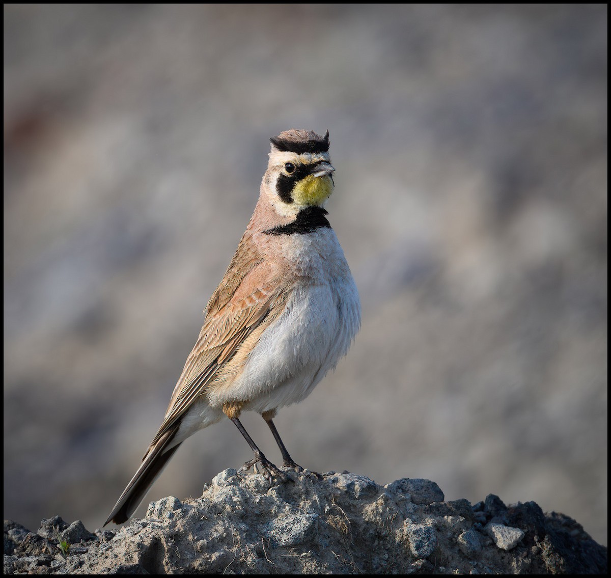 Horned Lark - Jim Emery
