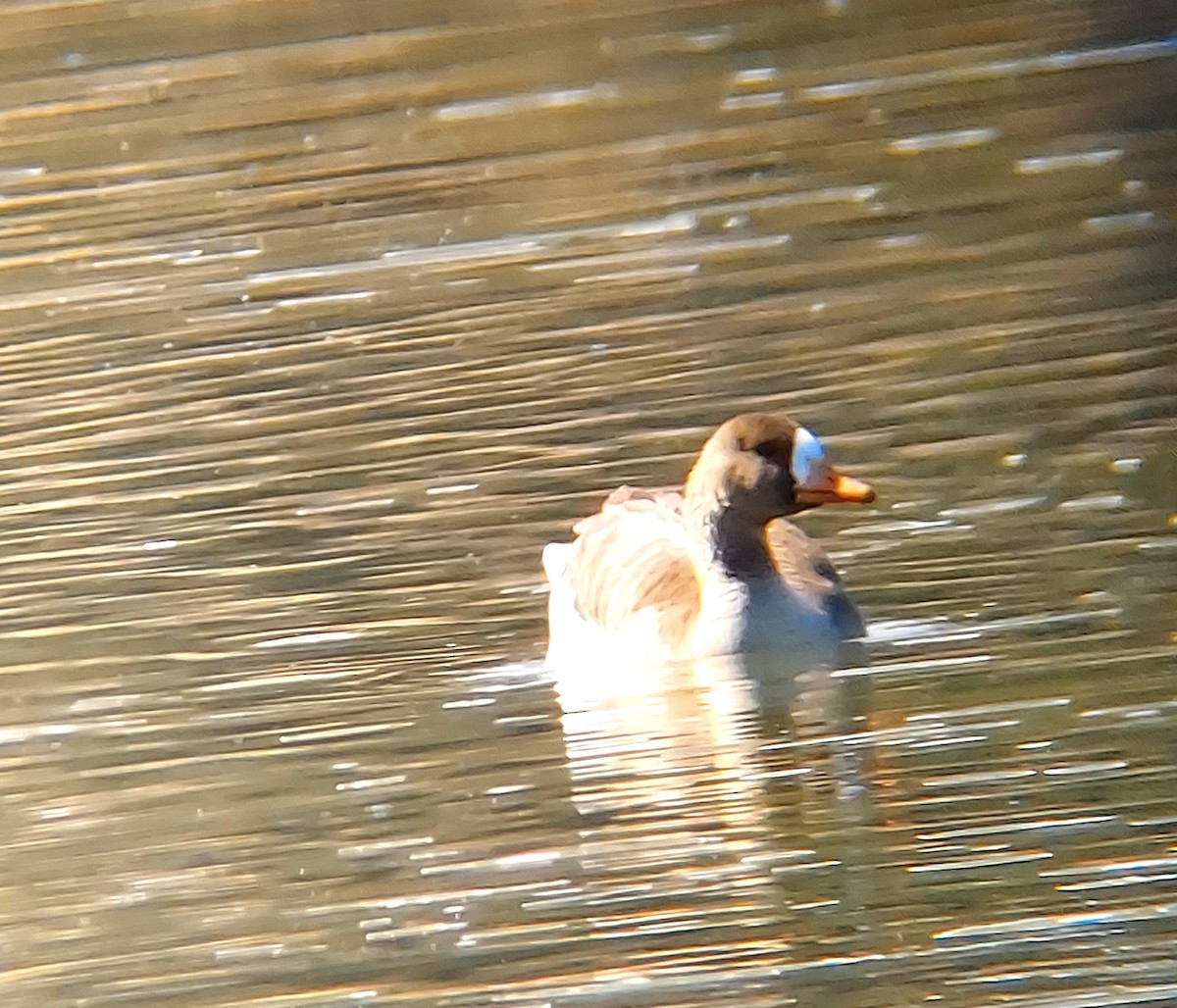 Greater White-fronted Goose - ML618439345