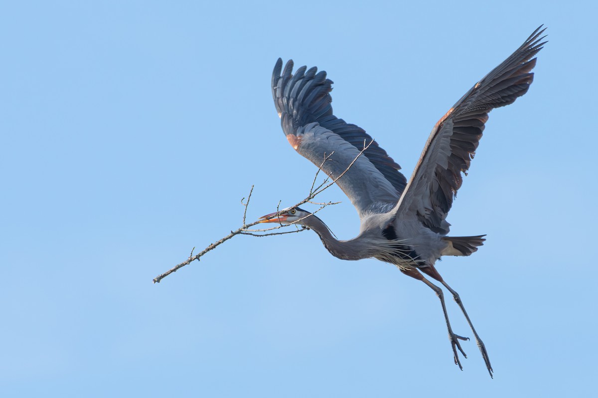 Great Blue Heron - Stephanie Pereira