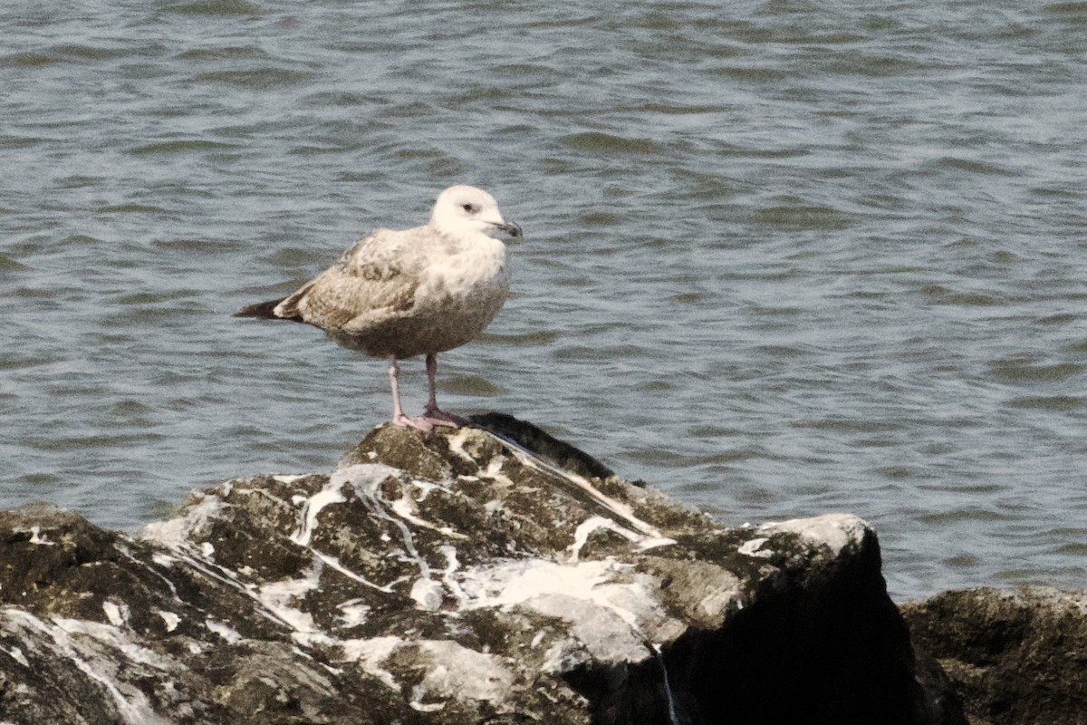 Herring Gull - ML618439365