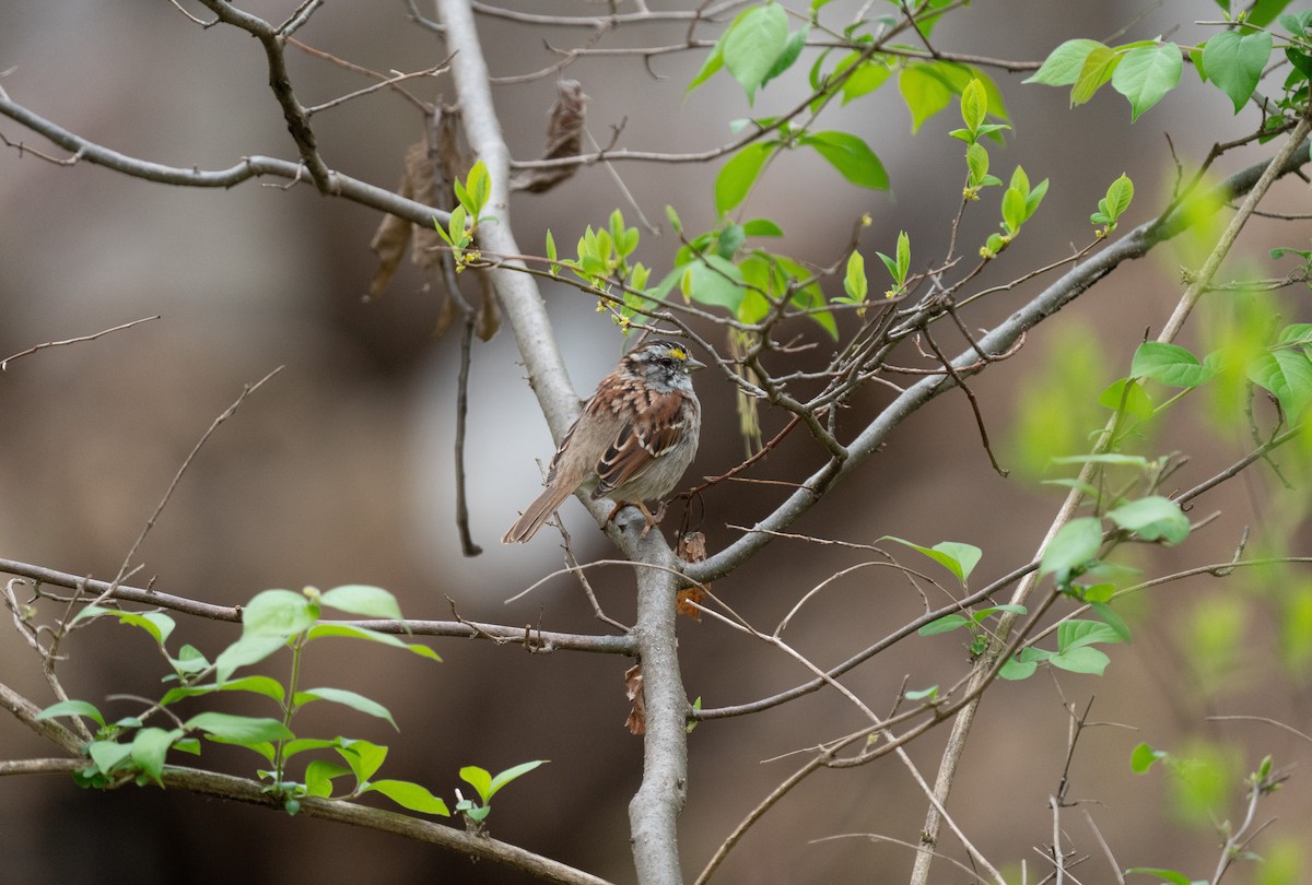 White-throated Sparrow - ML618439400