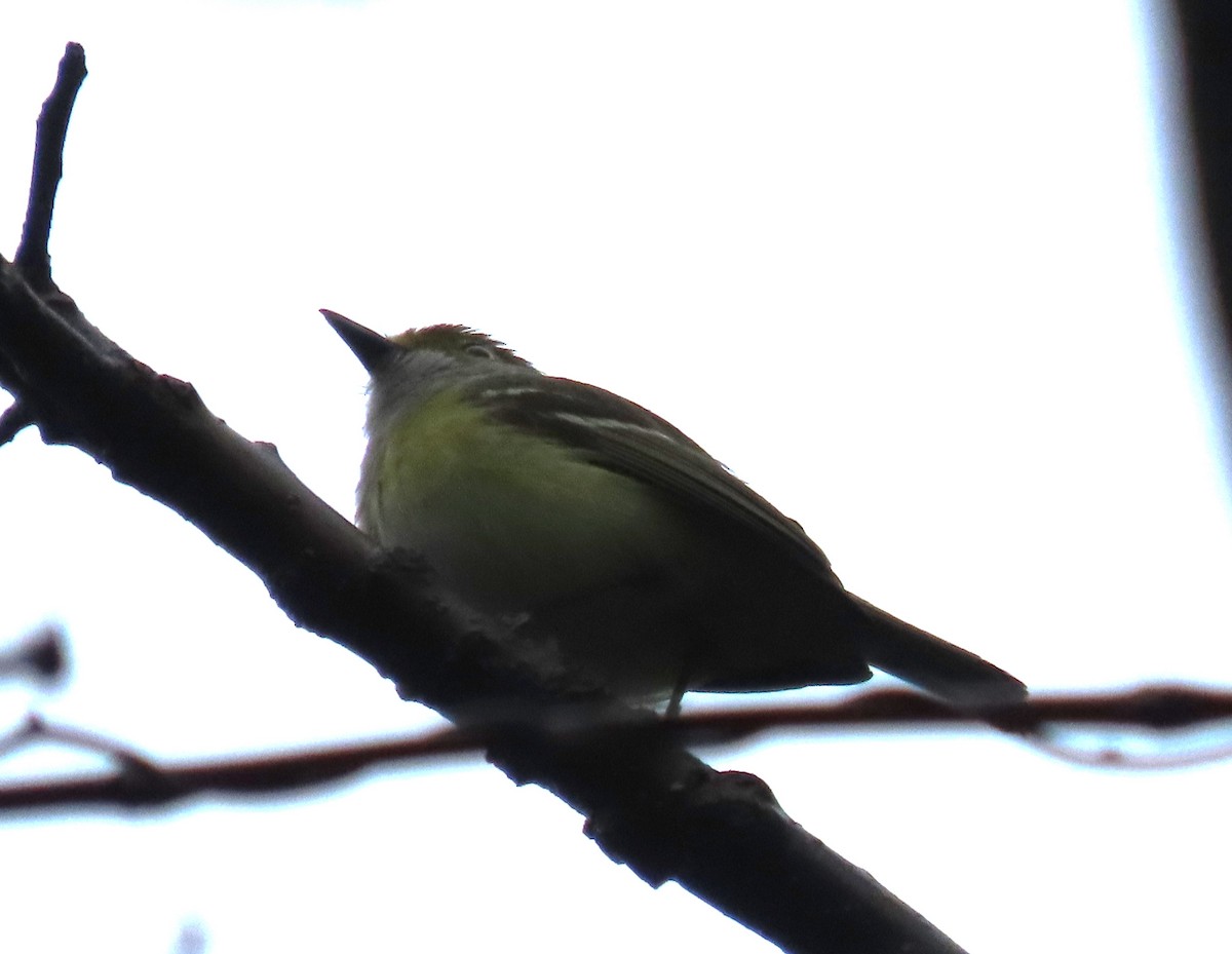 White-eyed Vireo - ML618439404