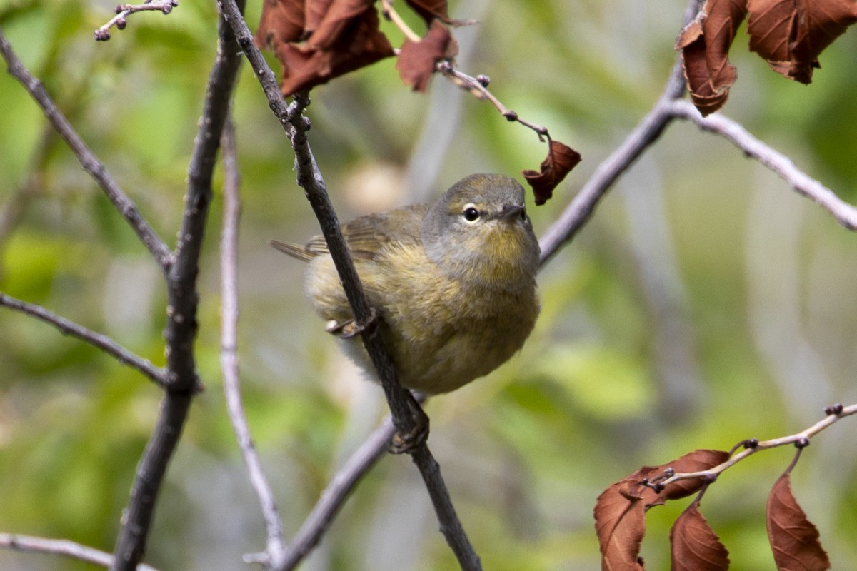 Orange-crowned Warbler - ML618439408