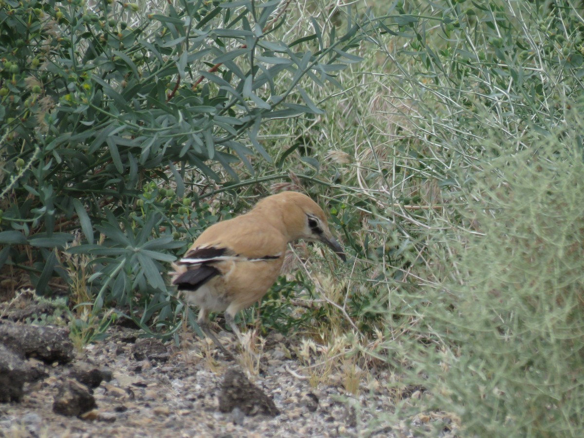 Arrandejo Terrestre Iraní - ML618439432