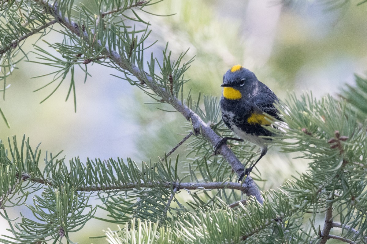 Yellow-rumped Warbler (Audubon's) - Steve Flood