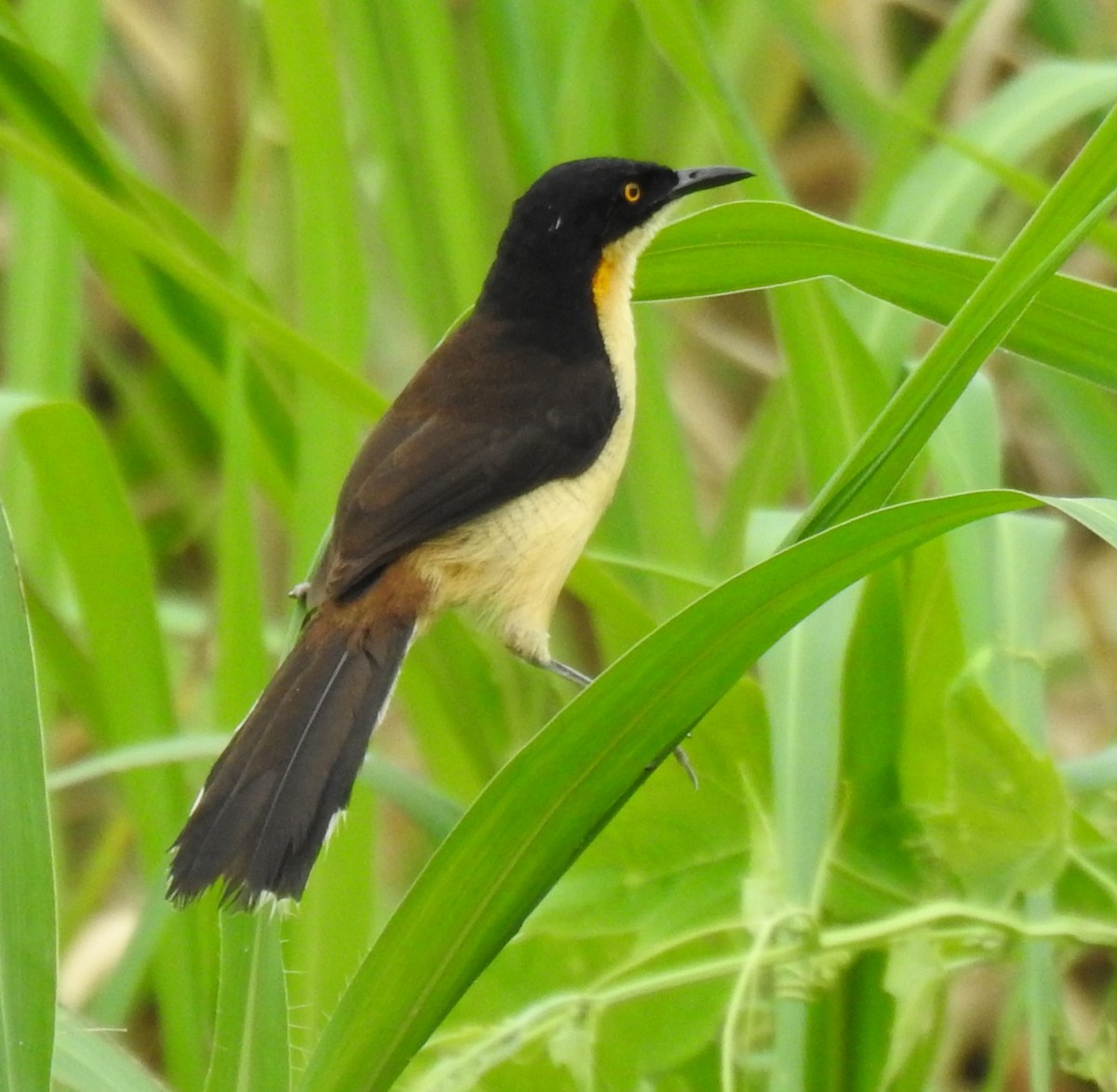 Black-capped Donacobius - Francisco Javier Alonso Acero  (Hotel Malokamazonas)