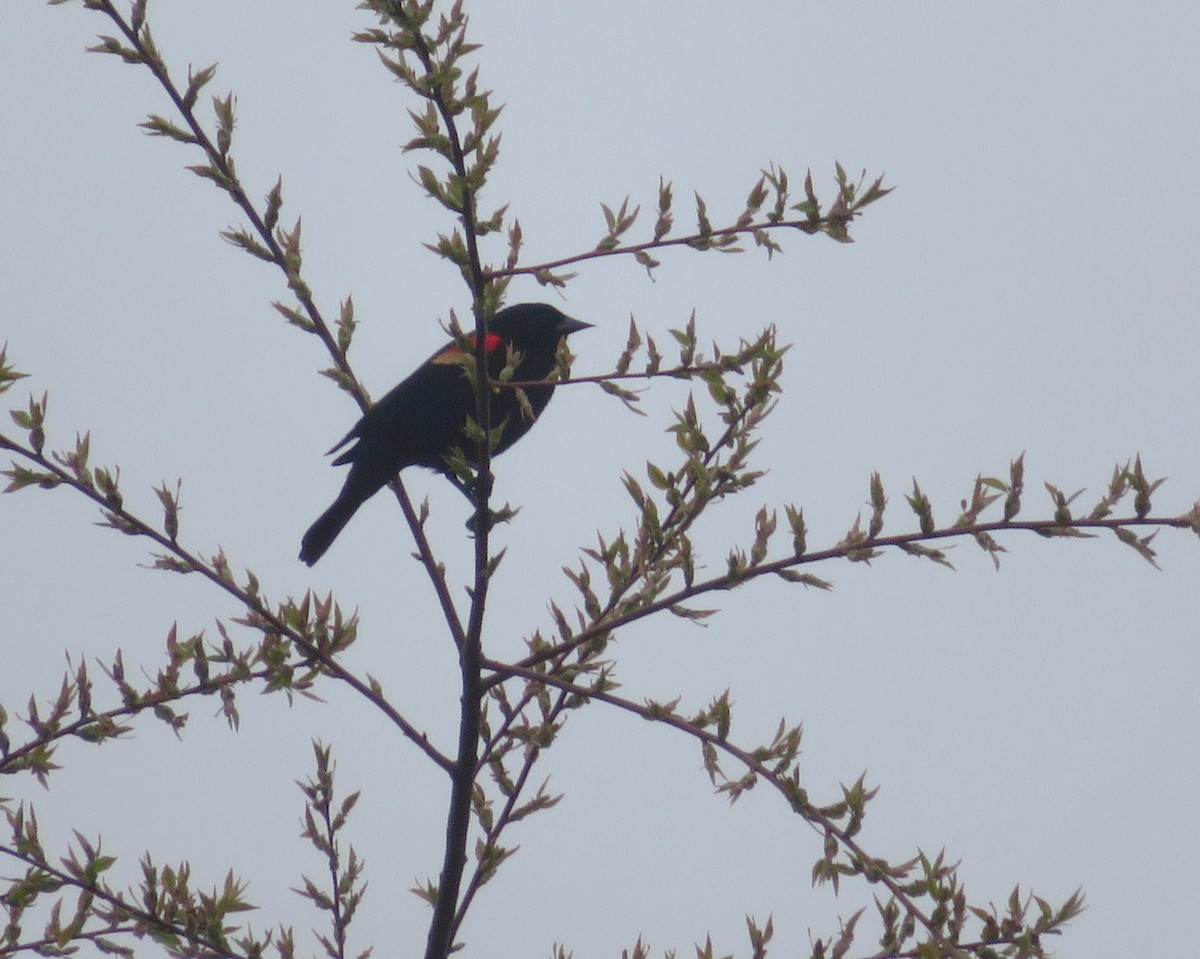 Red-winged Blackbird - Cos .