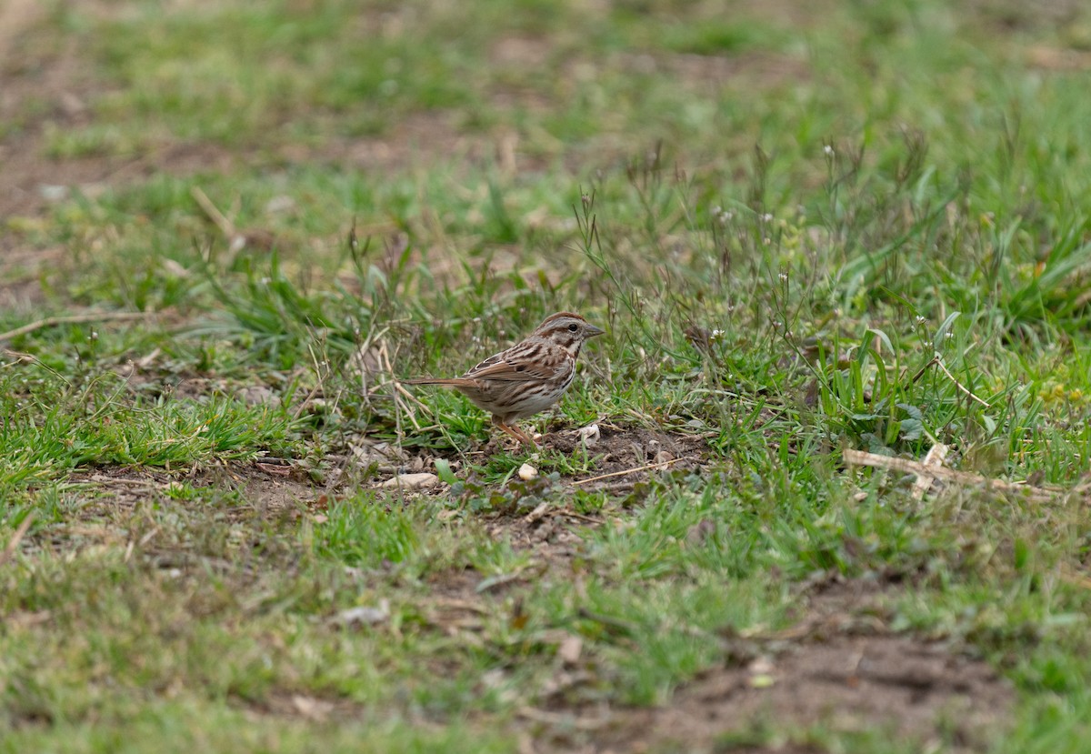 Song Sparrow - ML618439497