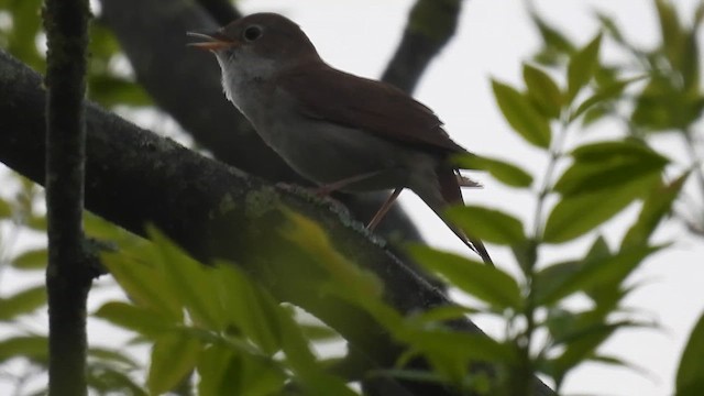 Common Nightingale - ML618439506