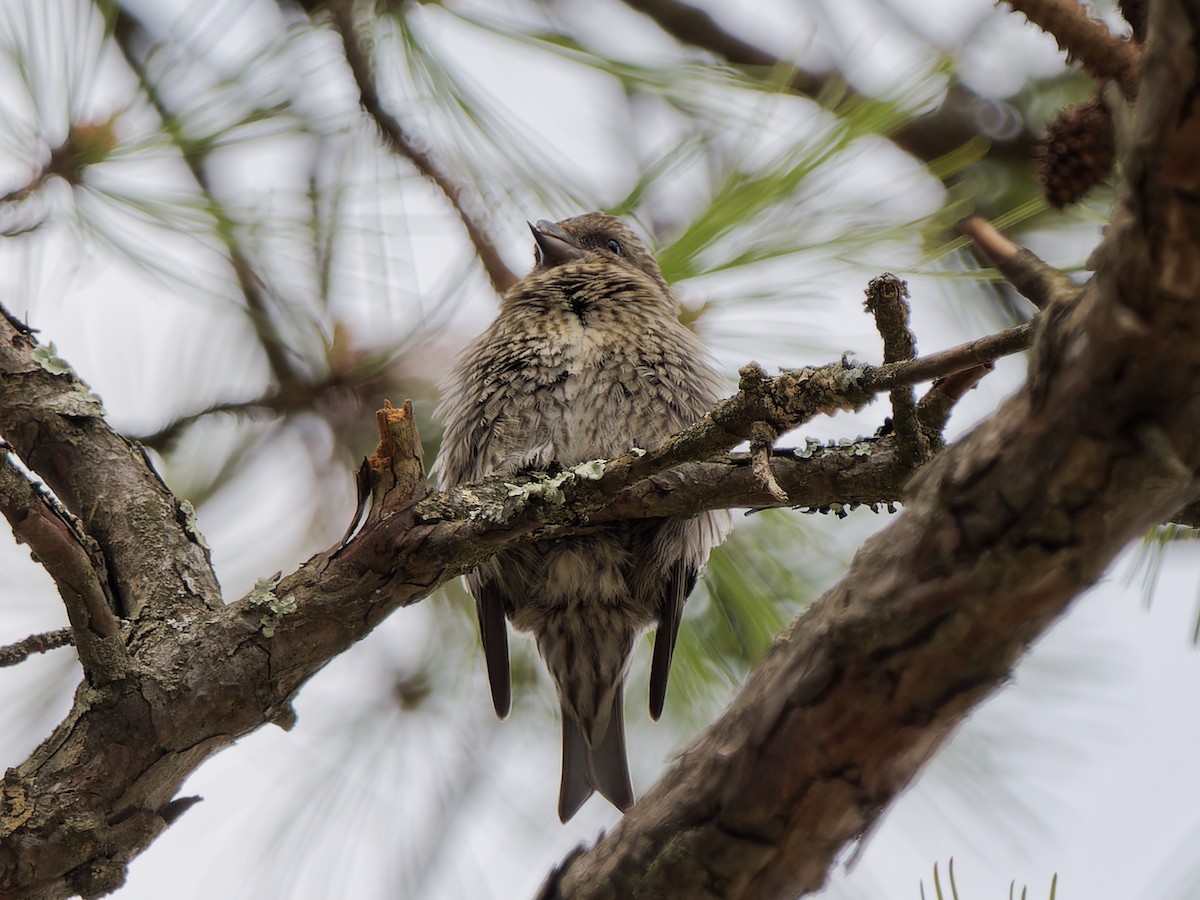 Red Crossbill (Northeastern or type 12) - ML618439523