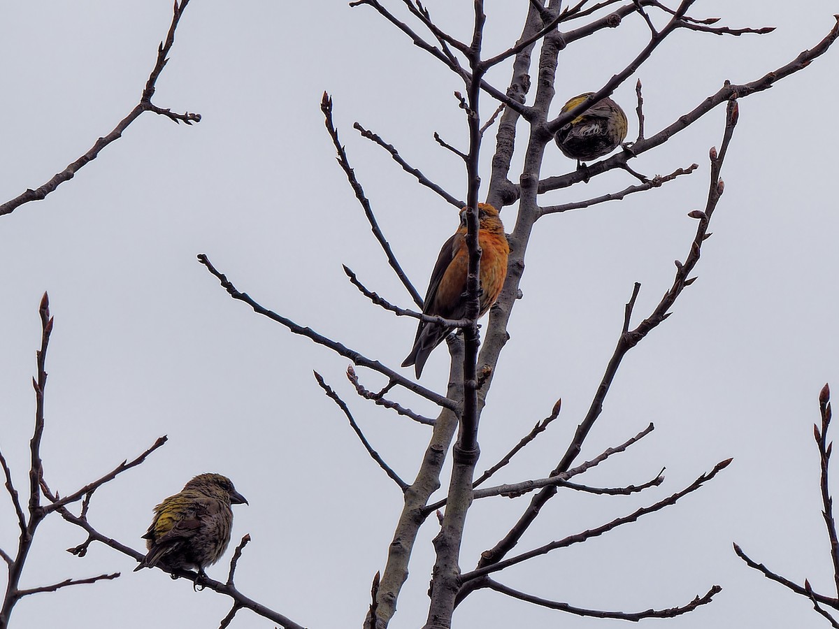 Red Crossbill (Northeastern or type 12) - ML618439524