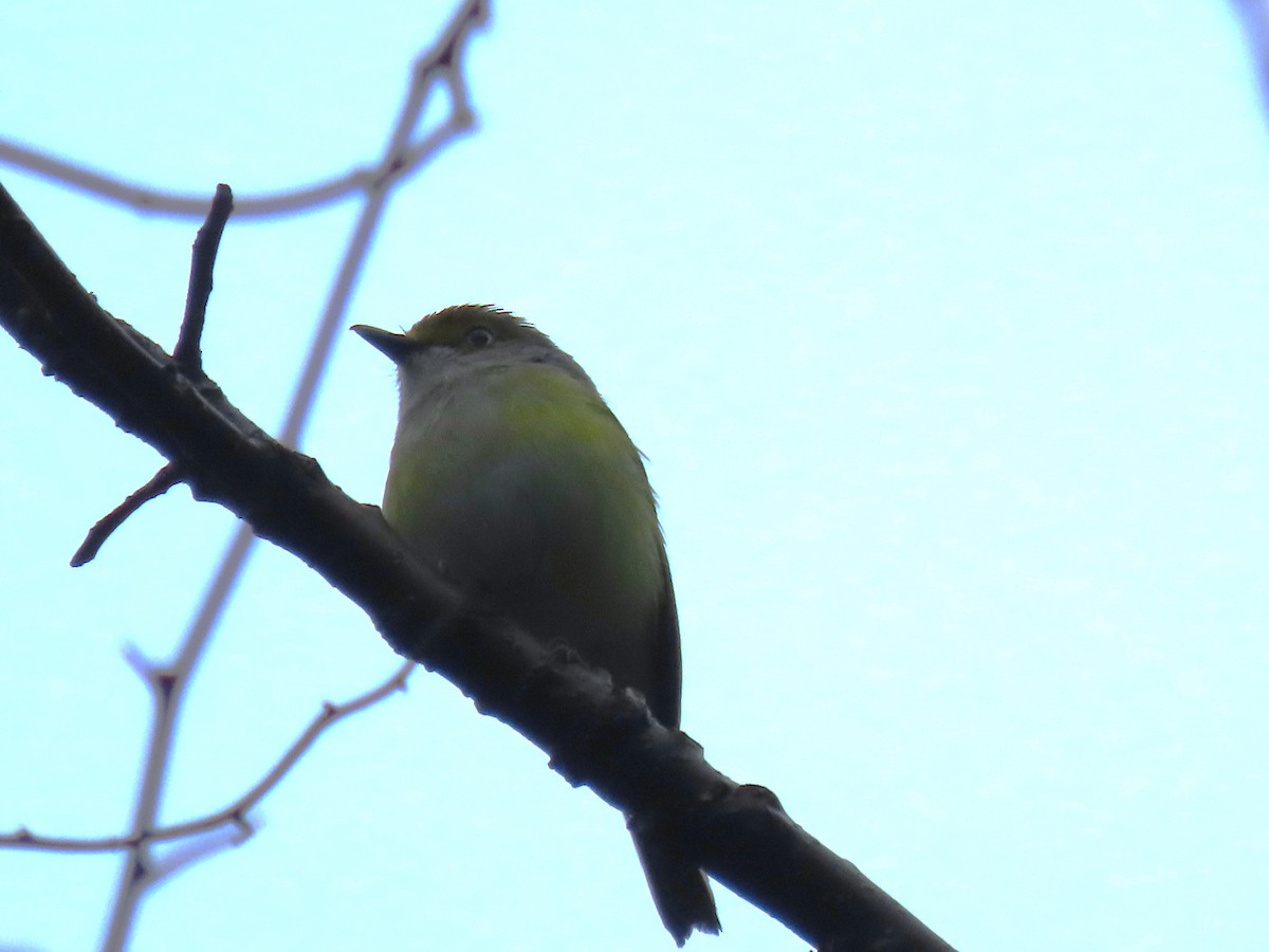 Vireo Ojiblanco - ML618439532