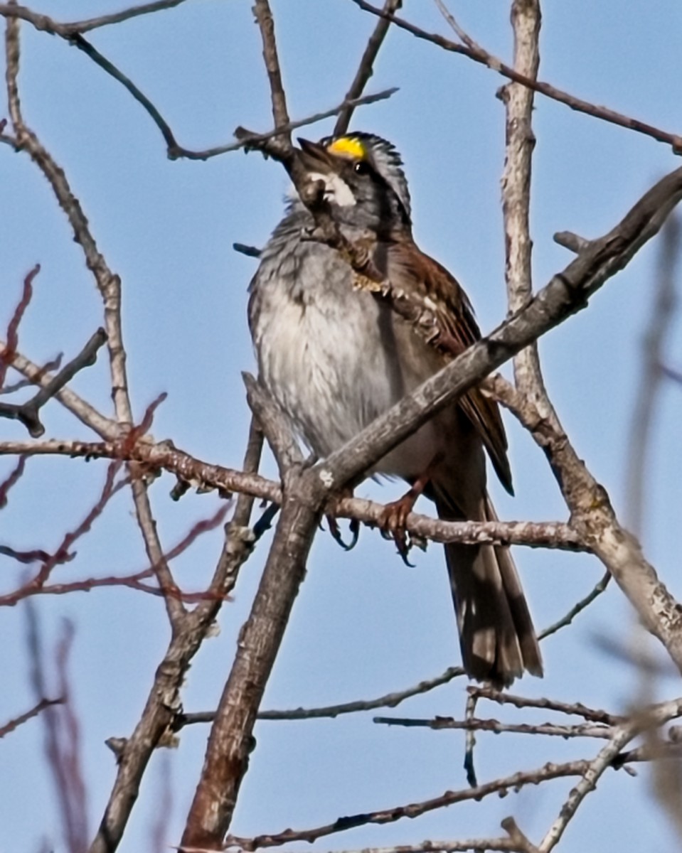 White-throated Sparrow - ML618439535