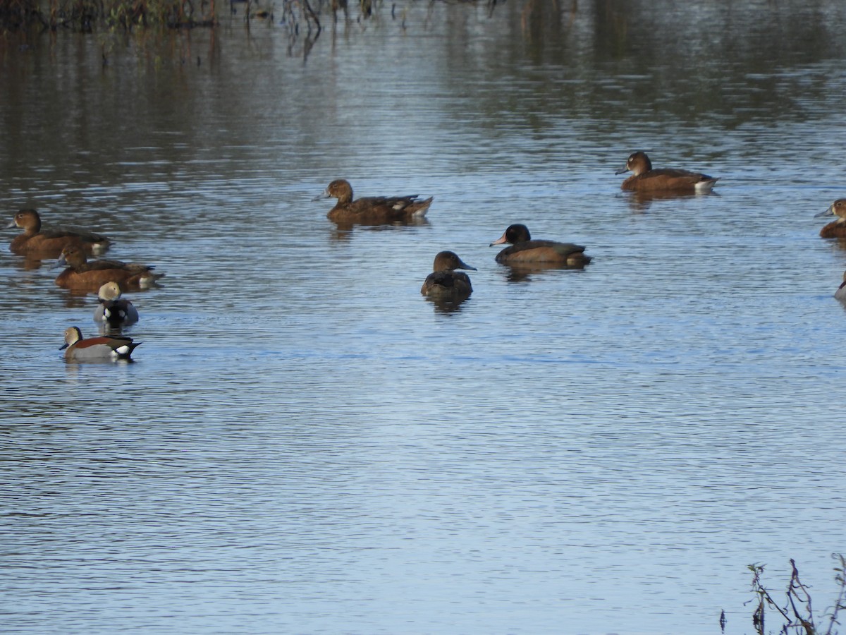 Rosy-billed Pochard - Franco Palandri