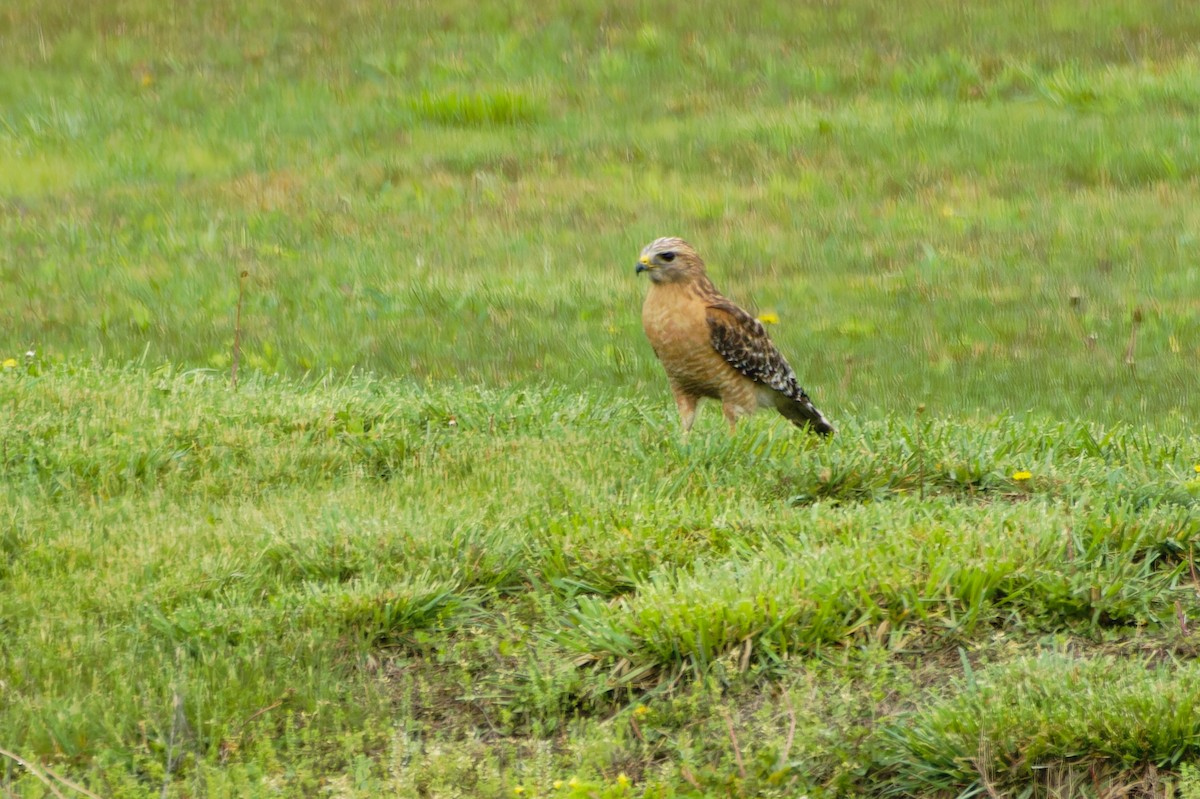 Red-shouldered Hawk - ML618439555