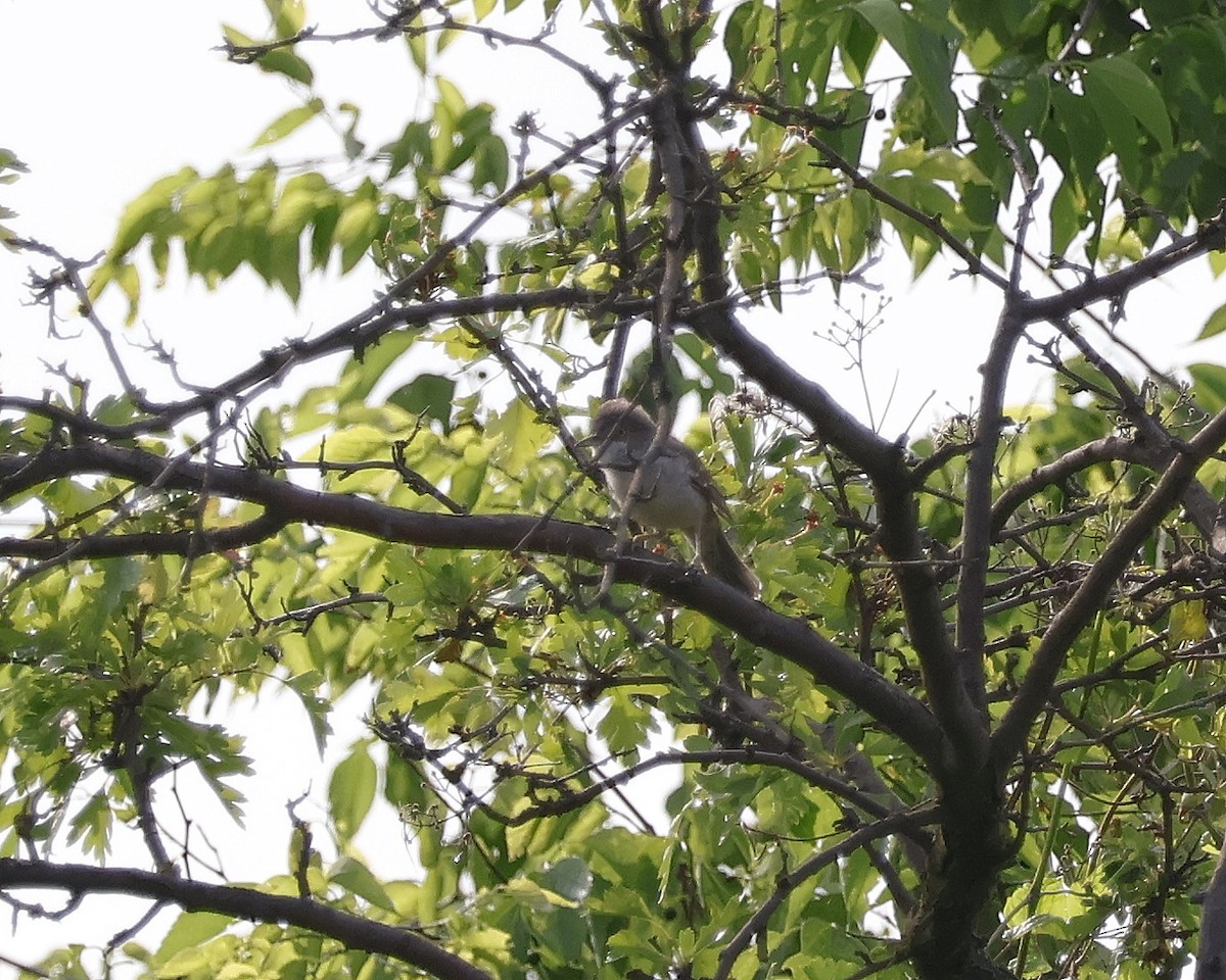 Barred Warbler - Mileta Čeković