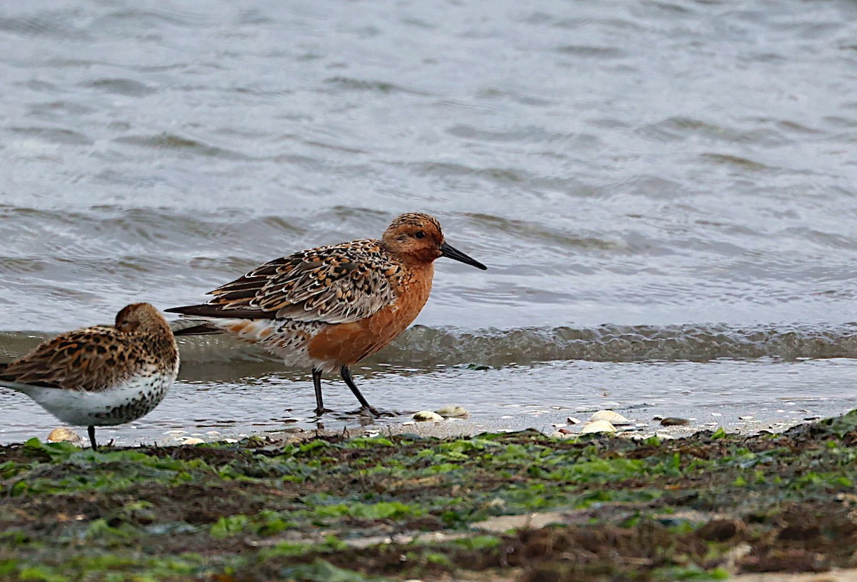 Red Knot - ML618439583