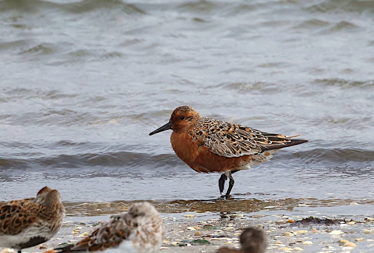 Red Knot - ML618439588