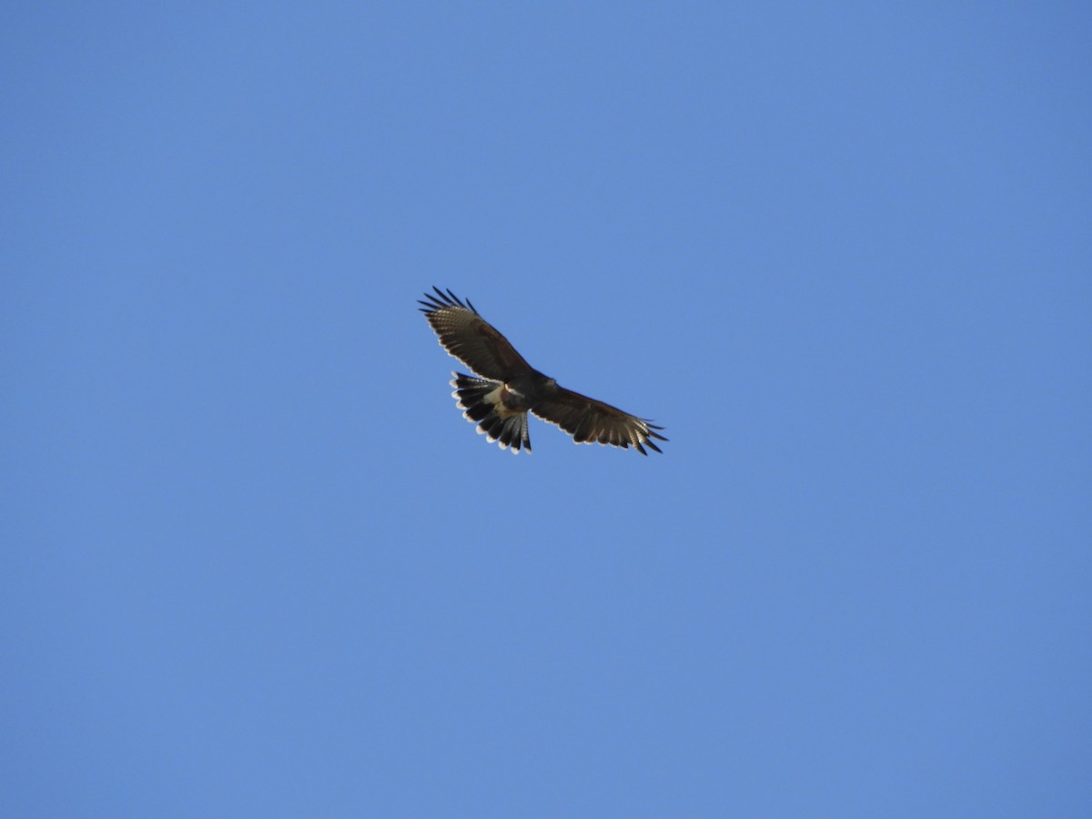 Harris's Hawk - ML618439591