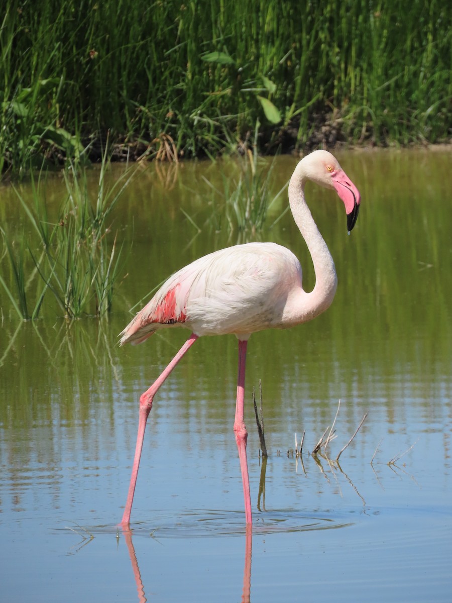 Розовый фламинго - ML618439613