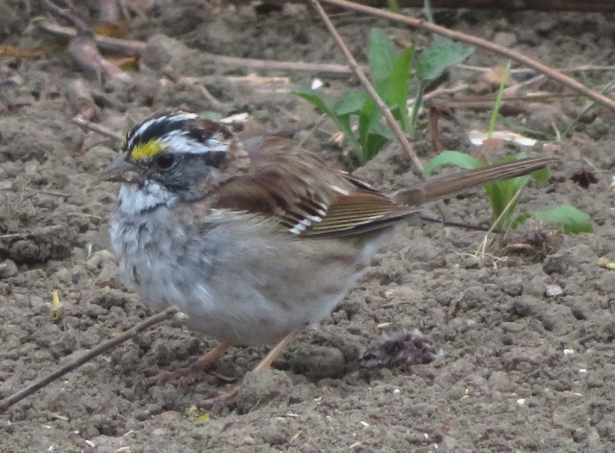 White-throated Sparrow - Cos .