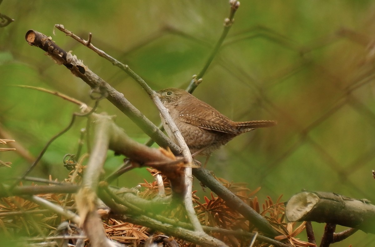 House Wren - James Rodgers