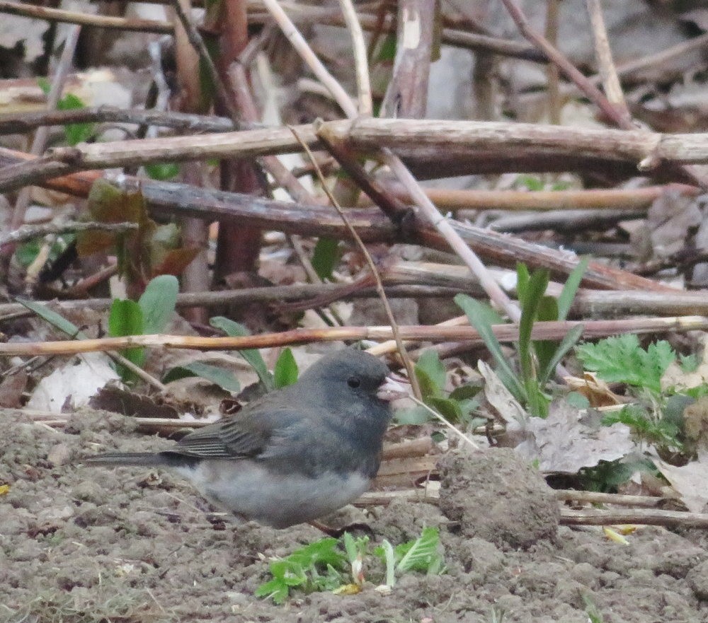 Dark-eyed Junco (Slate-colored) - Cos .