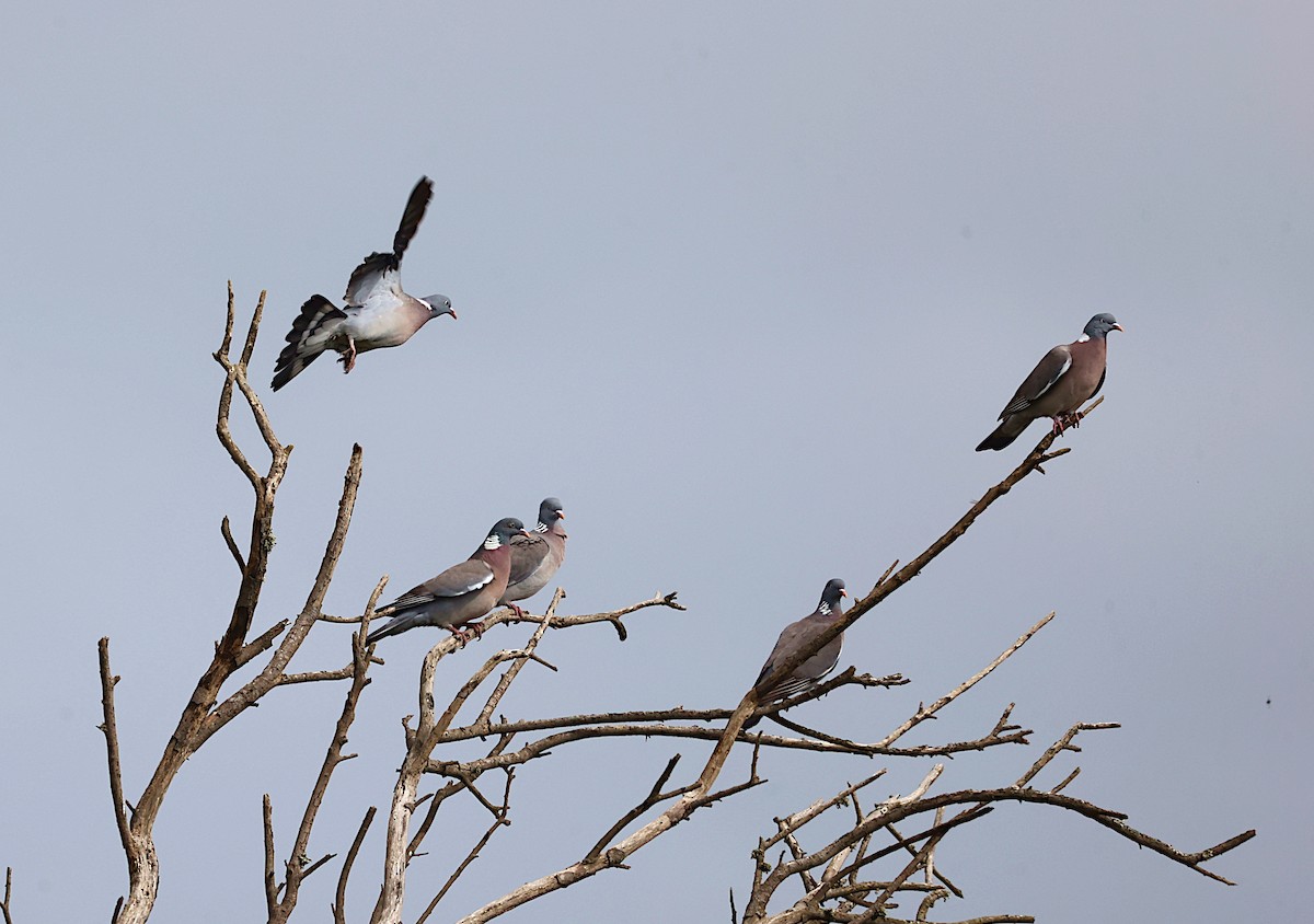 Common Wood-Pigeon - ML618439652