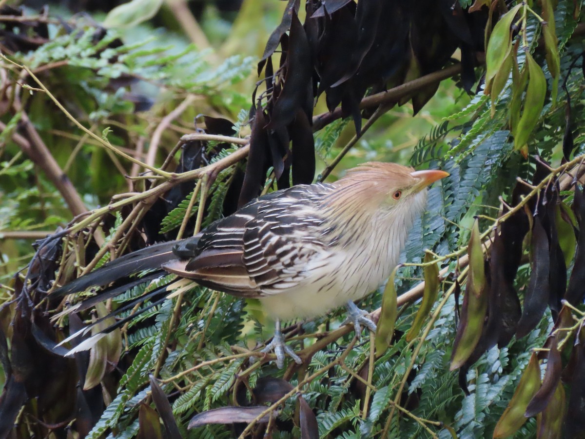 Guira Cuckoo - ML618439658