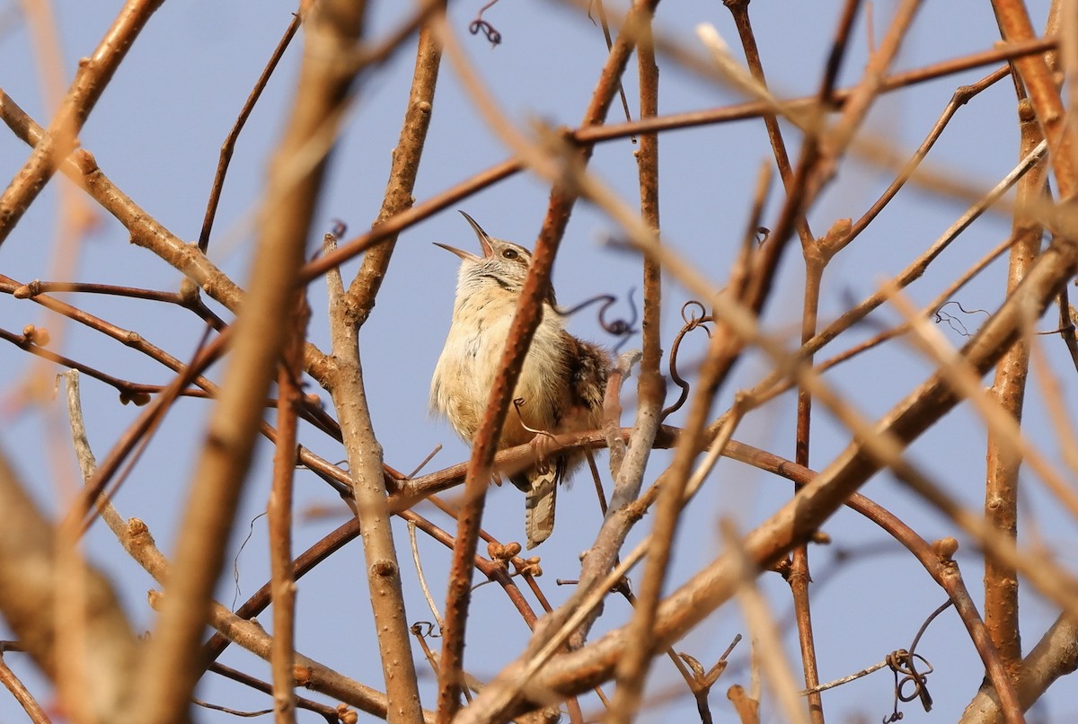 Carolina Wren - ML618439659