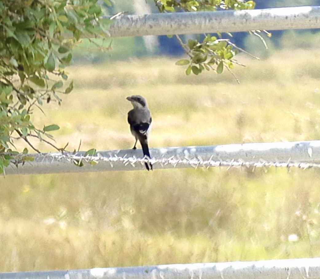 Loggerhead Shrike - ML618439677