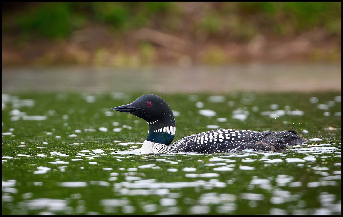 Common Loon - ML618439706