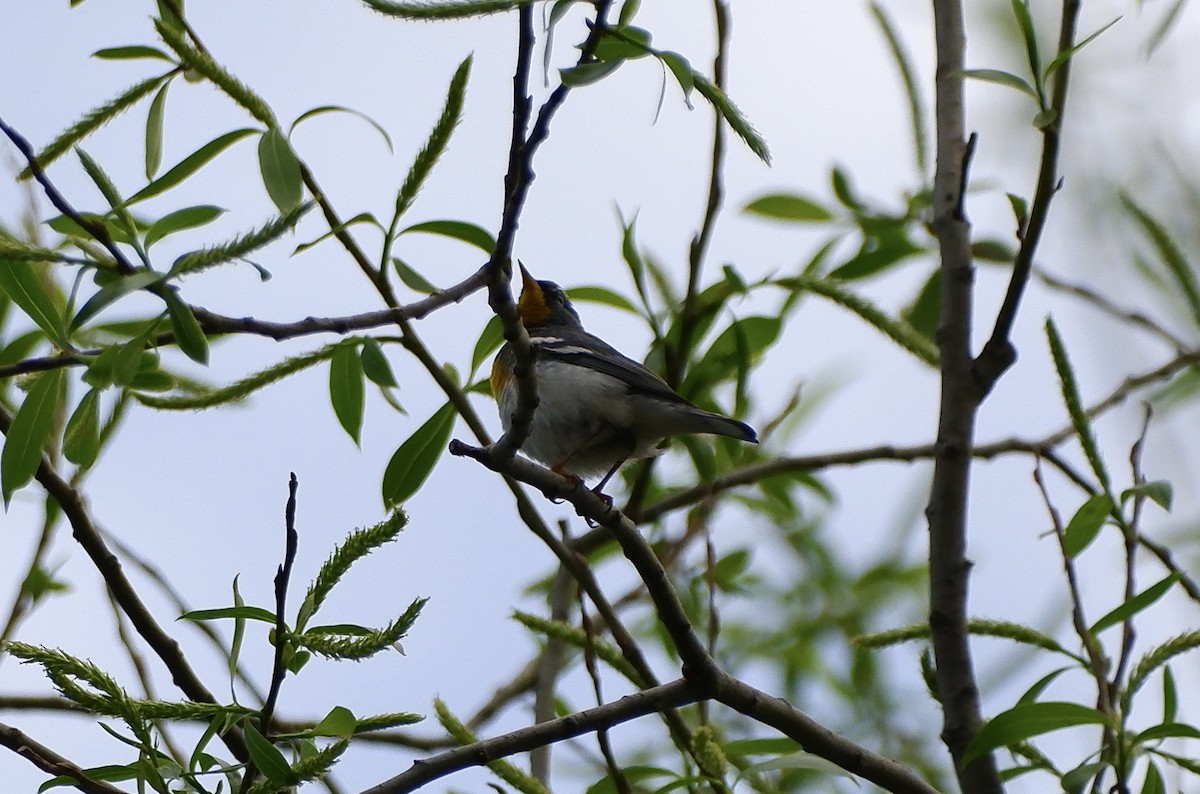 Northern Parula - James Rodgers