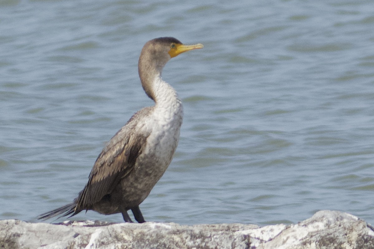 Double-crested Cormorant - ML618439769