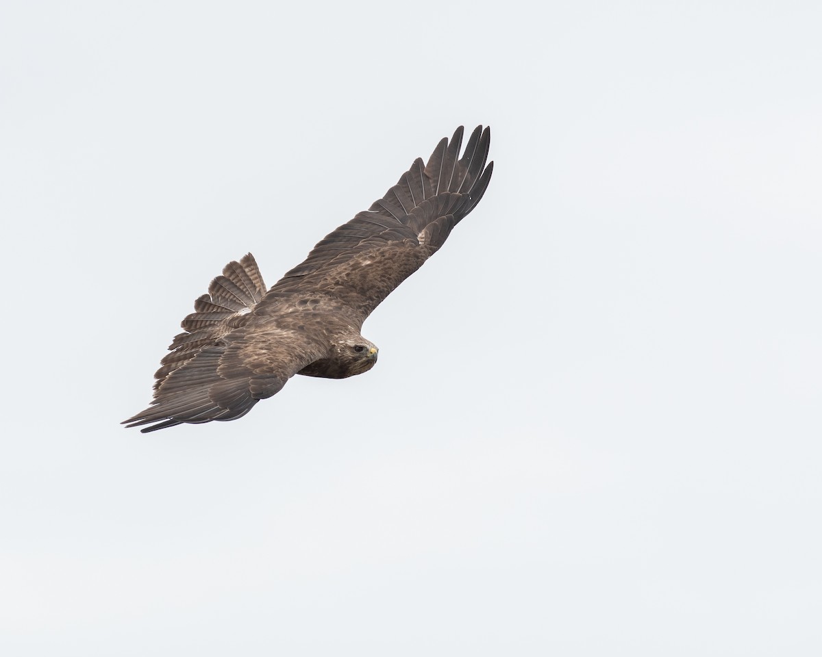 Swainson's Hawk - Rick Brown