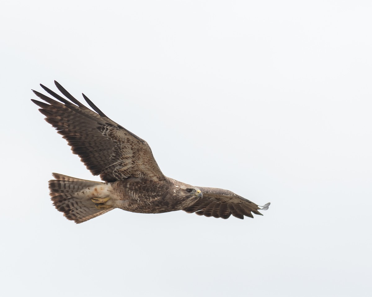 Swainson's Hawk - ML618439845