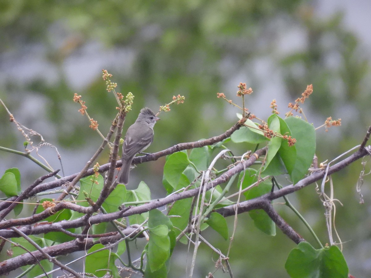 Northern Beardless-Tyrannulet - ML618439858