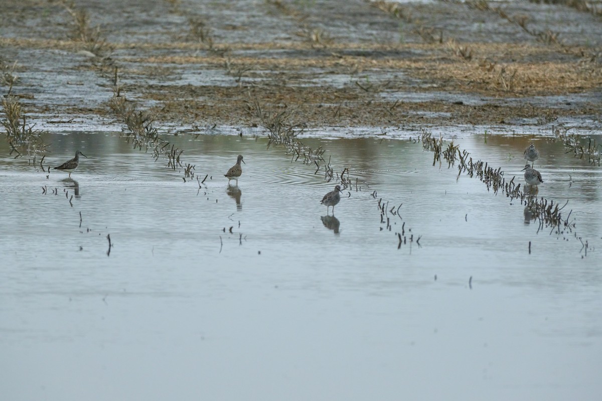 Lesser Yellowlegs - ML618439883