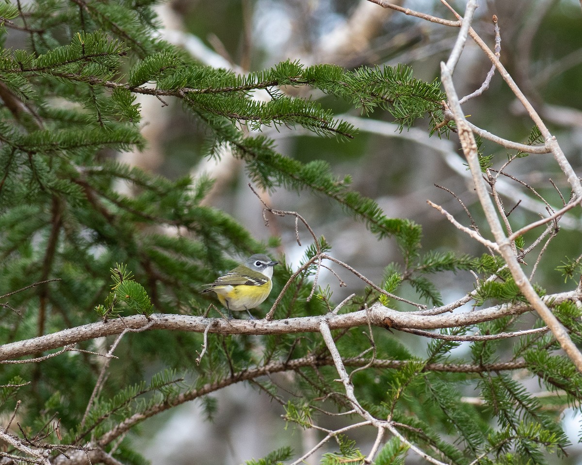 Mavi Başlı Vireo - ML618439889