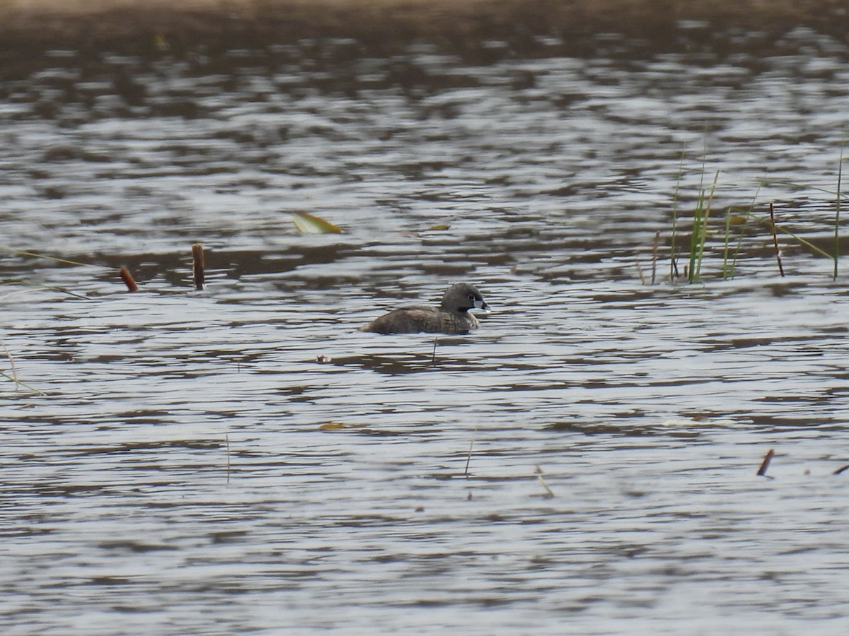 Pied-billed Grebe - Donna DeJong