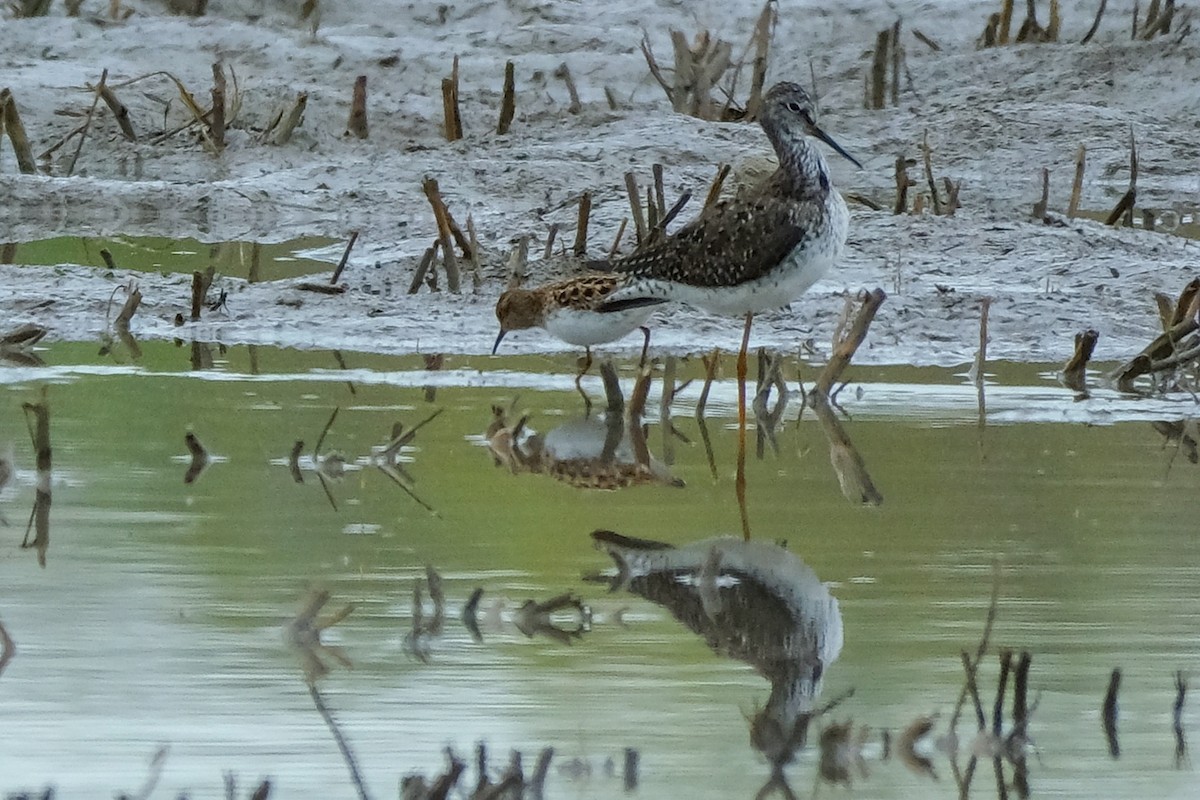 Wiesenstrandläufer - ML618439905