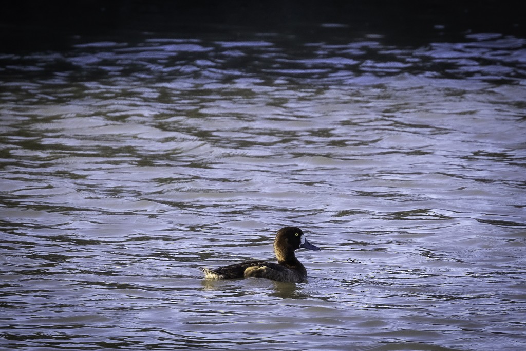Greater Scaup - ML618439908