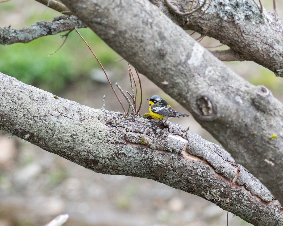 Magnolia Warbler - ML618439928