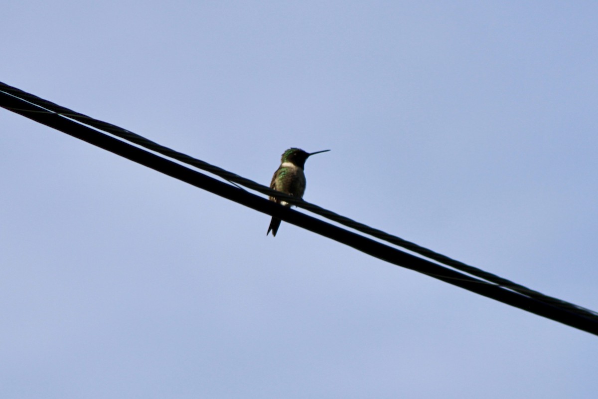 Ruby-throated Hummingbird - ML618439961