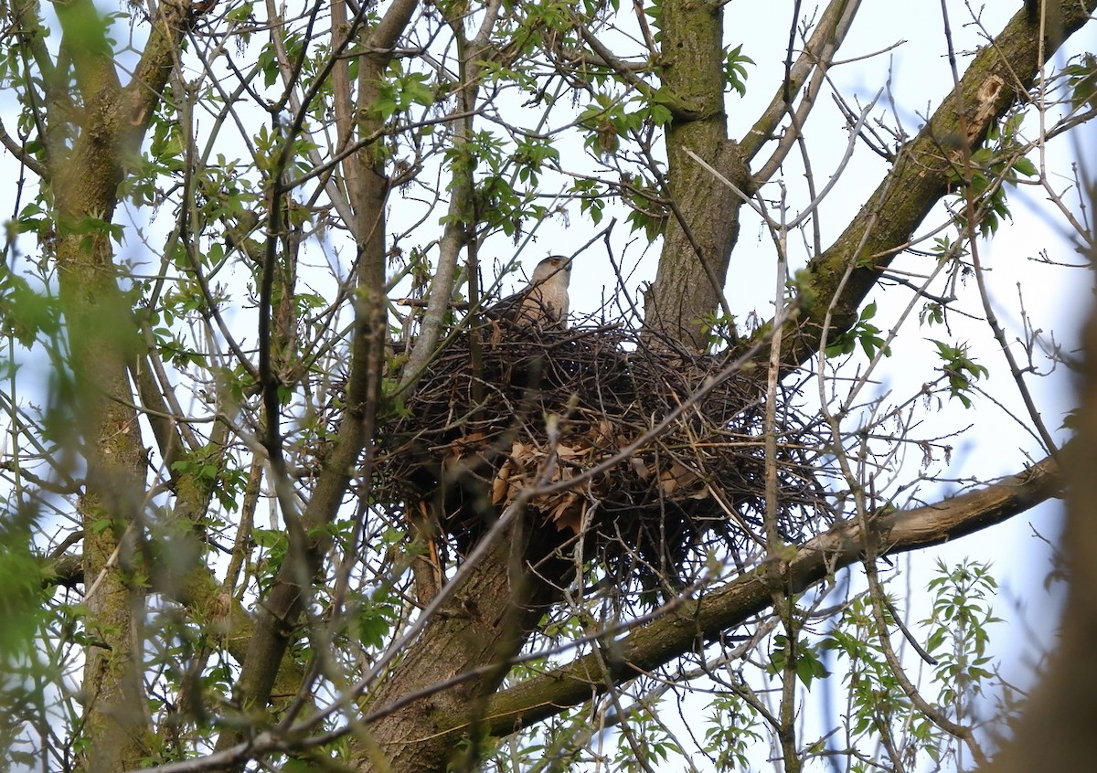 Cooper's Hawk - ML618439972